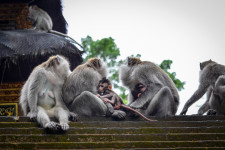 Bali majmai nemcsak profi tolvajok, de profi értékbecslők is