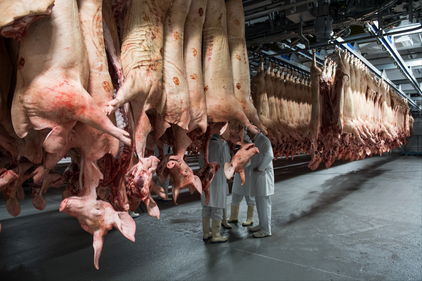 Embertelen állapotok között robotolnak a kelet-európai vendégmunkások a német húsiparban
