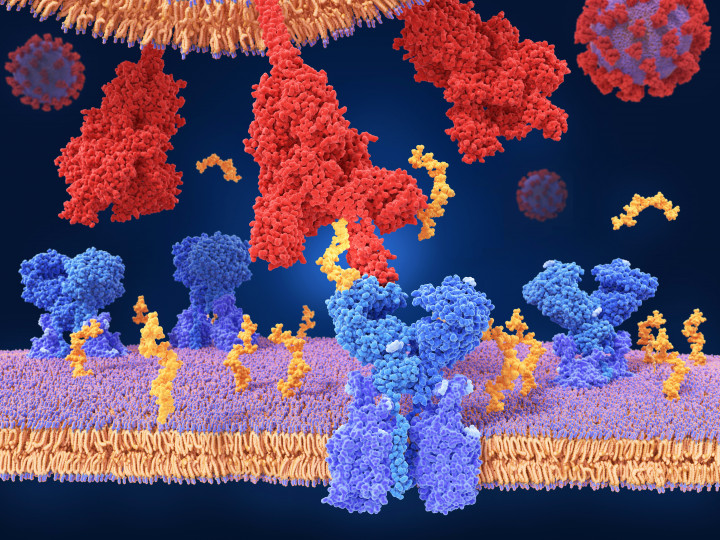 A koronavírus tüskefehérje (piros) és az azt fogadó receptor (kék) 3D modellje – Fotó: Juan Gaertner / Science Photo Library via AFP