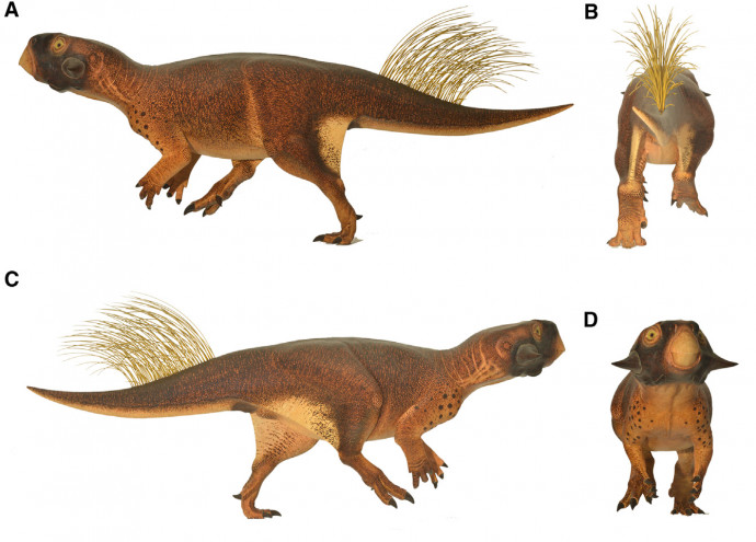 Psittacosaurus többféle nézetből – Forrás: Current Biology / Wikipedia