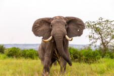Az űrből számolják az elefántokat a természetvédők