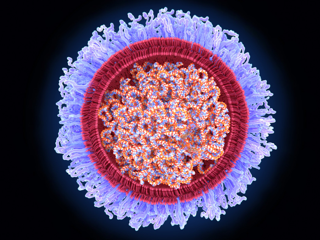 Az mRns-vakcinában található „csepp” digitális illusztrációja. A legbelül találhatóak a hírvivő RNS-szálak, amelyeket körülvesz egy lipidburok (pirossal) azonkívül pedig egy polietilén-glikol bevonat (kék) – Fotó: Juan Gaertner / Science Photo Library / AFP