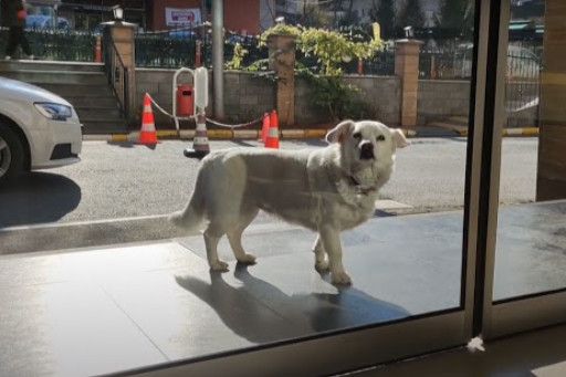 Öt napig várta gazdáját a kórház előtt egy török kutya