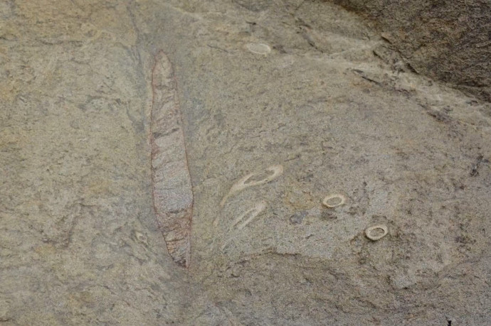 Húszmillió évvel ezelőtt élt óriásféreg kétméteres vackát találták meg Tajvanon