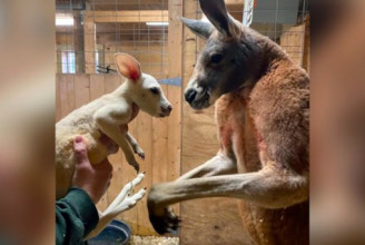 Fehér kengurukölyök jött a New York-i állatkertbe