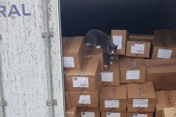 Három hétig utazott a tengeren egy konténerbe zárt macska, úgy élte túl, hogy megdézsmálta a dobozokban lévő édességet