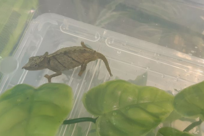 74 kaméleon került elő egy bőröndből a bécsi reptéren