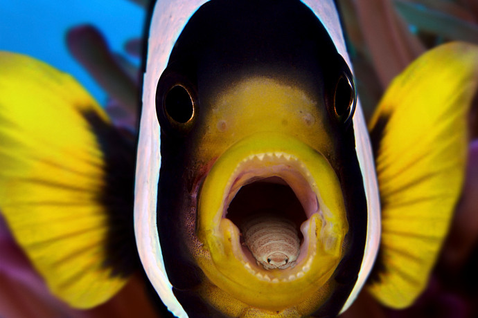 A vérszívó parazita, ami átveszi a halak nyelvének helyét, miután elrohasztotta azt