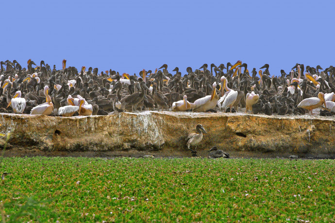 Rejtélyes pelikánpusztulás Szenegálban, több mint 700 példány veszett oda
