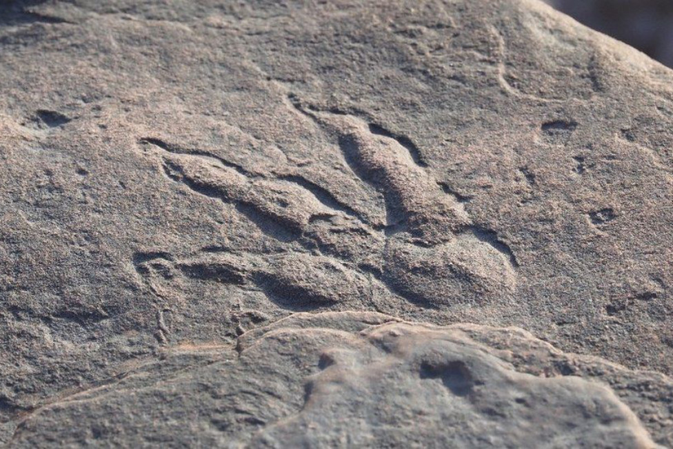 220 millió éves dinoszaurusz lábnyomot talált egy kislány Walesben