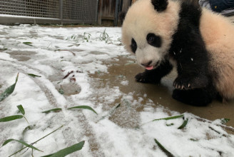 Nehezen indul a hét? Akkor nézzen önfeledt, hóban játszó pandákat!