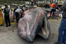 Új bálnafajt azonosítottak, a kihalás szélén áll
