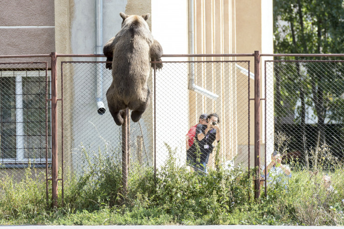 Barna medve mászik át a csíkszeredai Octavian Goga Főgimnázium kerítésén 2018. augusztus 21-én, miután több ház udvarába is betört, és megölt egy kecskét. Az állatot az iskola udvarán kilőtték – Fotó: Veres Nándor / MTI