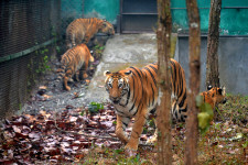 Megölte a gondozóját egy tigris egy ukrán állatkertben