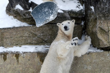 Párzási kísérlet közben megölte nőstény társát a Detroiti Állatkert jegesmedvéje
