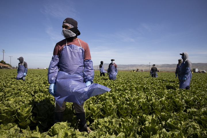 Mezőgazdasági munkások egy jellemzően bevándorlókat foglalkoztató farmon a kaliforniai Greenfieldben 2020 áprilisában – Fotó: Brent Stirton / Getty Images / AFP