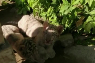 Koronavírus miatt pusztulhatott el két fehértigris-kölyök egy pakisztáni állatkertben