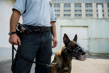 Rendőrautóba zárva, hőguta miatt halt meg három rendőrkutya