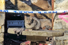 Egy macska segítségével került elő a holttest, amit a hatóságok nem találtak