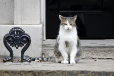 Tíz éve uralkodik a Downing Streeten Larry, a macska