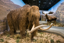 Gyapjas mamut maradványában kutatnak ősi vírusok után orosz tudósok