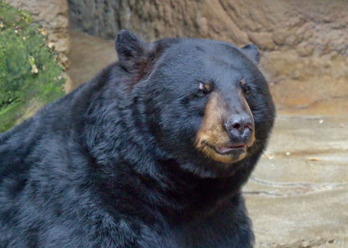 Az amerikai fekete medve – Fotó: Greg Hume / wikipedia