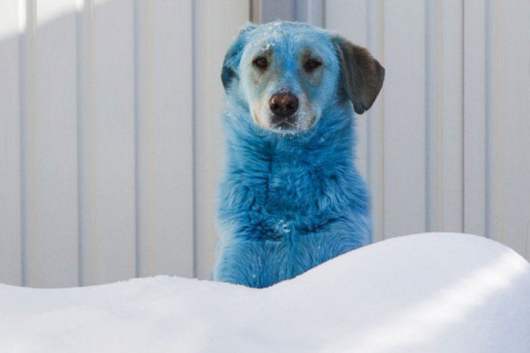 Kék bundájú kóbor kutyákat találtak egy orosz iparváros közelében