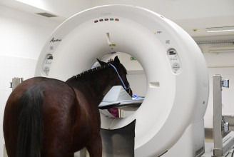 Ló-CT-t adtak át az Állatorvostudományi Egyetem Lógyógyászati Tanszékén