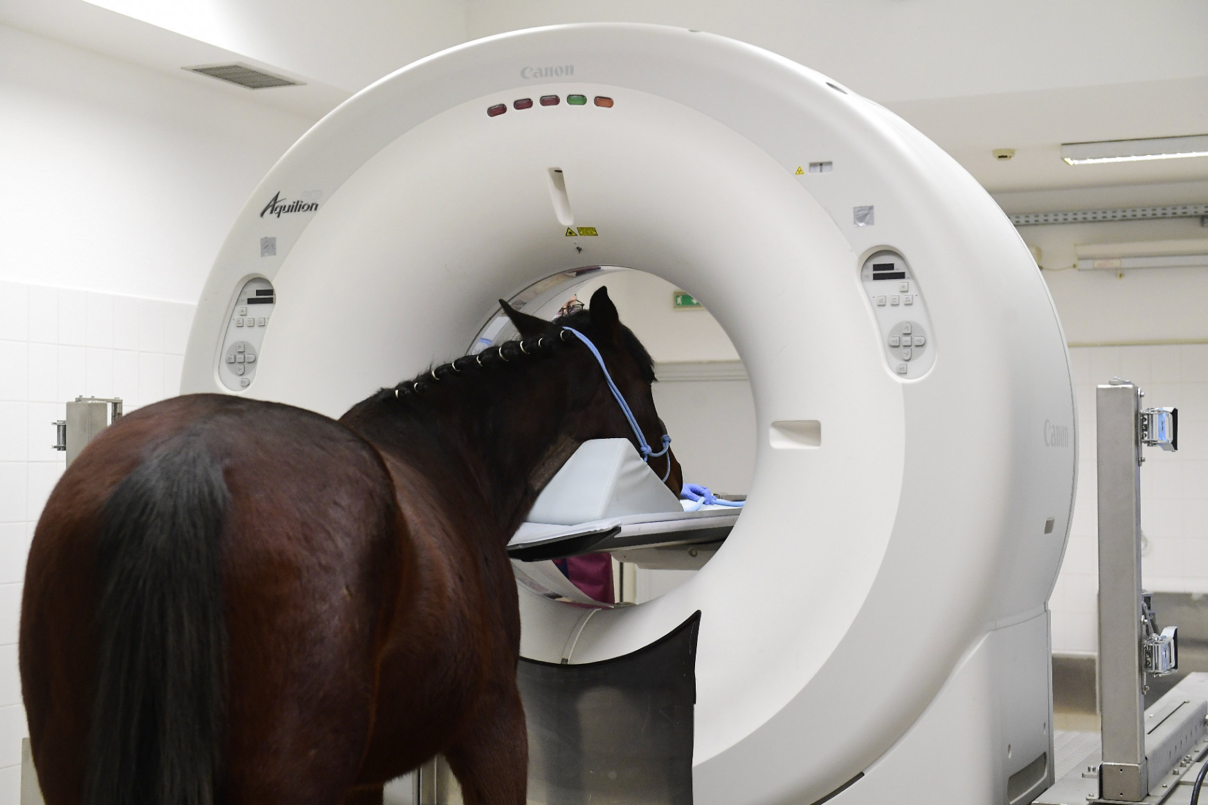 Ló-CT-t adtak át az Állatorvostudományi Egyetem Lógyógyászati Tanszékén