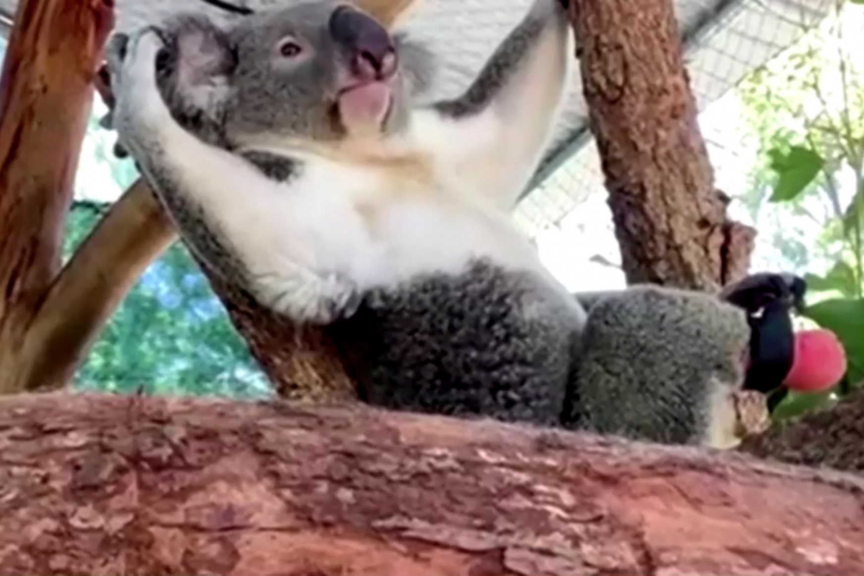 Fogorvos készített műlábat Triumphnak, a koalának