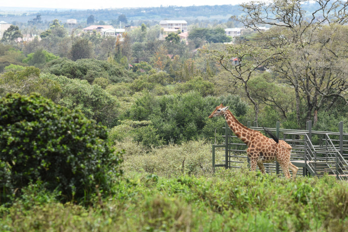Kenyában az alacsonyan függő távvezetékek okozták három zsiráf halálát