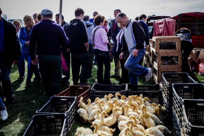 Több ezer ember is mehet a nagykőrösi állatvásárra, de lesz fizetős Covid-szűrés