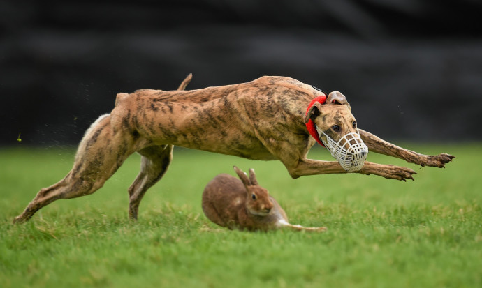 Egy agár nyulat hajt egy agárversenyen angliában 2014-ben – Fotó: Sportsfile / Corbis / Sportsfile / Getty Images
