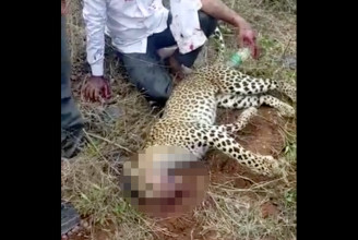 Puszta kézzel vette fel a harcot egy leopárddal a családját védő indiai férfi