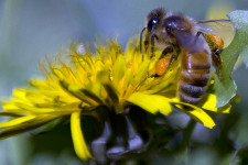 Ausztráliában élnek a világ leghalálosabb állatai, mégis a méhek küldik a legtöbb embert kórházba