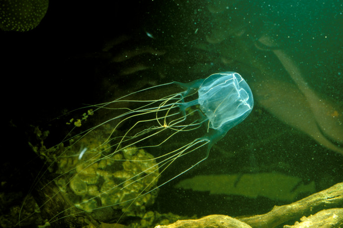 Kockamedúza csípett halálra egy kamaszt Ausztráliában