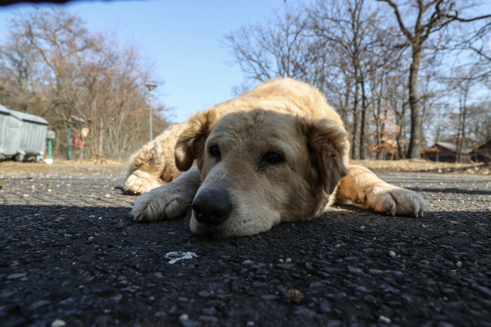Hétköznapi factcheck: éhezik-e az MCC kutyája a Balatonon?
