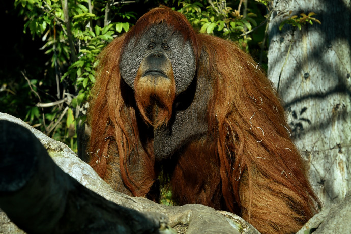 Kísérleti Covid-vakcinával oltottak be négy orangutánt és öt bonobót San Diegóban