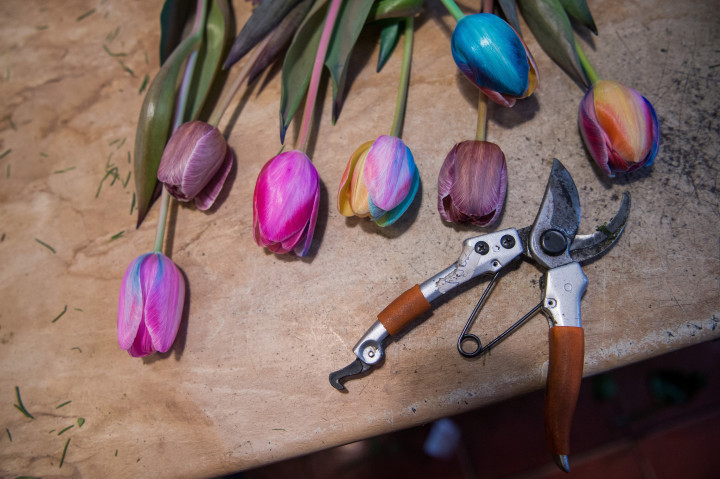 Festett tulipánok egy bajai virágboltban nőnapra – Fotó: Balogh Zoltán / MTI