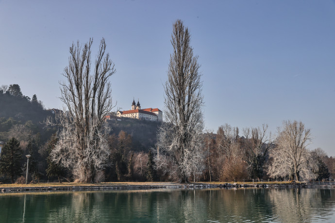 A kastélypark fehér fái – Fotó: Huszti István