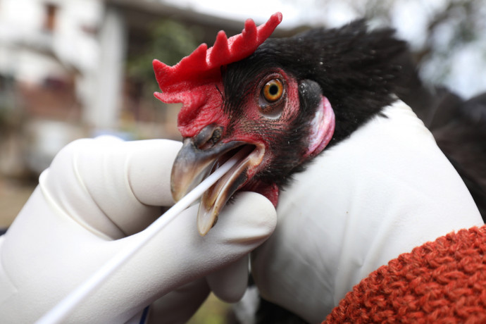 Megszűntek a madárinfluenza miatti korlátozások Magyarországon