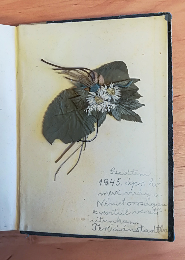 Donáth az imakönyv hátsó oldalára egy lepréselt virágot ragasztott, amit 1945 áprilisában szedett a Theresienstadt felé vezető úton – Fotó: Szécsényi András