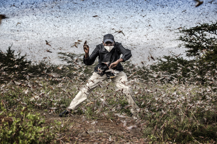 Harc a sáskainvázió ellen Kelet-Afrikában – Fotó: Luis Tato (Spanyolország) / The Washington PostHenry Lenayasa, a kenyai Archers Post település vezetője megpróbál elijeszteni egy legelőt letaroló óriási sáskarajt 2020. április 24-én. A sáskarajok óriási területen pusztítottak Kenyában, pont akkor, amikor a koronavírus-járvány is megjelent az afrikai országban