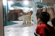 Hevesen bírálják az állatvédők a világ első jegesmedve-szállodáját