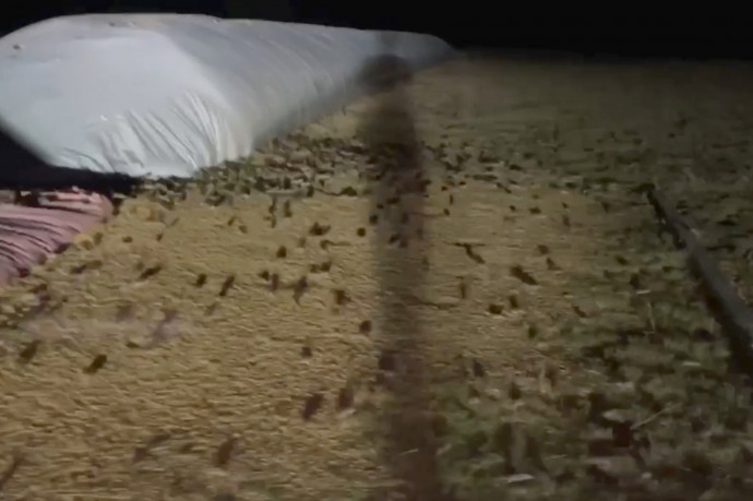 Ausztráliát megszállták az egerek, és mindent felzabáltak