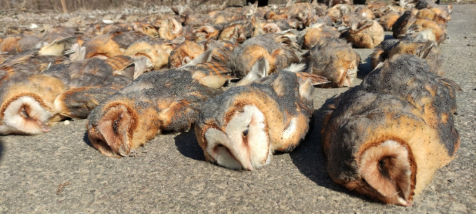 A 4-es főúton összegyűjtött baglyok és nappali ragadozómadarak – Fotó: Hortobágyi Nemzeti Park