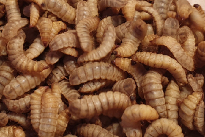 Hatalmas európai rovarfarmok nyílnak: finom az ehető lárva és a báb