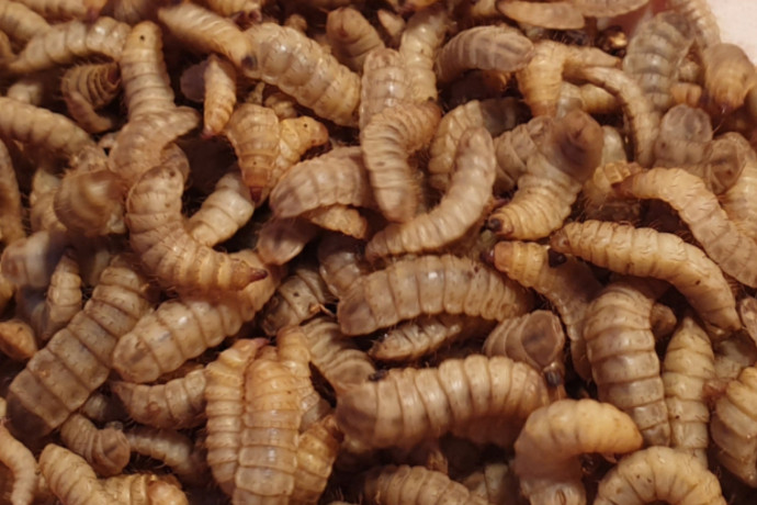 Hatalmas európai rovarfarmok nyílnak: finom az ehető lárva és a báb