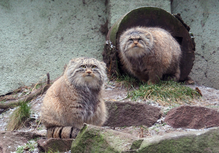 Borsika (avagy Borsó) és Bohus, a két manul (másnéven pusztai macska vagy Pallasz-macska) – Fotó: Bagosi Zoltán