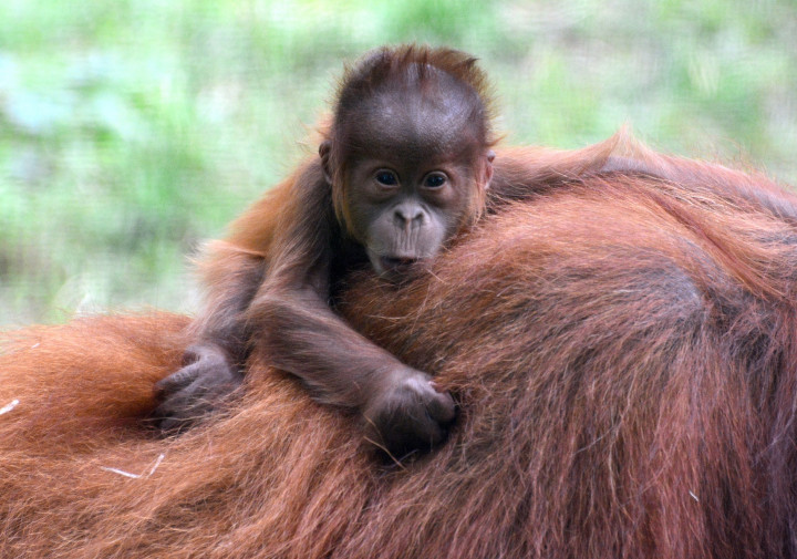Móric, a tavaly született orangutánkölyök kapaszkodik anyukája hátán – Fotó: Bagosi Zoltán